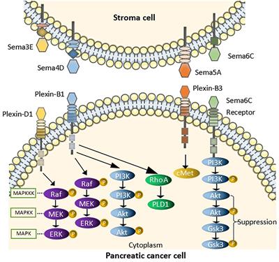 Semaphorins and their receptors in pancreatic cancer: Mechanisms and therapeutic opportunities